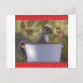 Eichhörnchen Stew ... SIND SIE NUTS?!? Postkarte (Vorderseite)