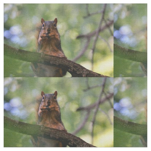 Eichhörnchen Stoff (Nahaufnahme)