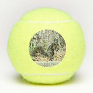 Eichhörnchen Tennisbälle