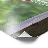 Eichhörnchen trinken einen Cocktail in Happy Hour Fotodruck (Ecke)