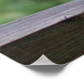 Eichhörnchen trinken einen Cocktail in Happy Hour Poster (Ecke)