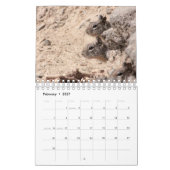 Eichhörnchen u. Chipmunks Kalender (Feb 2027)