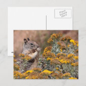 Eichhörnchen und Chipmunk Postkarte (Vorne/Hinten)