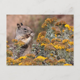 Eichhörnchen und Chipmunk Postkarte