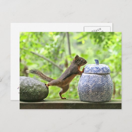 Eichhörnchen und Cookie Jar Postkarte (Vorne/Hinten)