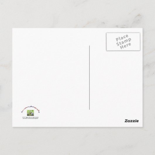 Eichhörnchen und Cookie Jar Postkarte (Rückseite)