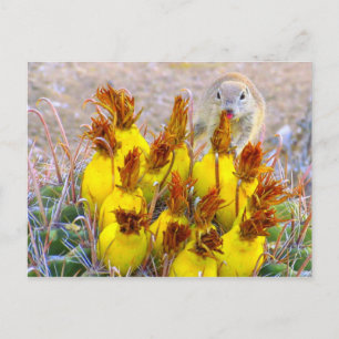 Eichhörnchen und Kakteen Postkarte