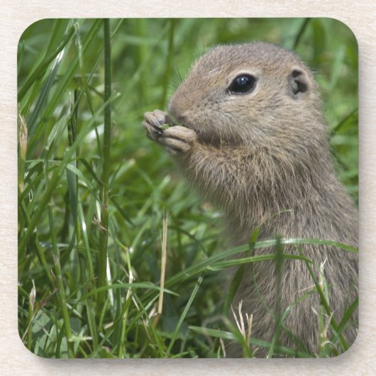 Eichhörnchen Untersetzer (Vorderseite)