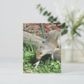 Eichhörnchen-verlängernde Pfote Postkarte (Stehend Vorderseite)