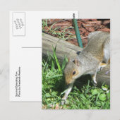 Eichhörnchen-verlängernde Pfote Postkarte (Vorne/Hinten)