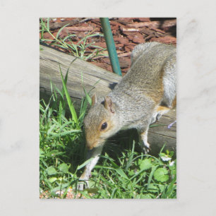 Eichhörnchen-verlängernde Pfote Postkarte