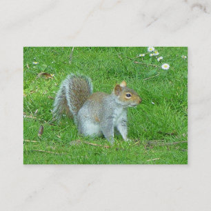 Eichhörnchen Visitenkarte