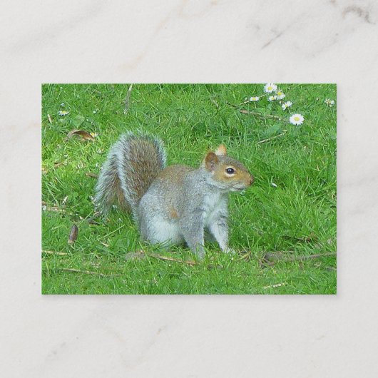 Eichhörnchen Visitenkarte (Vorderseite)