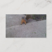 Eichhörnchen-Visitenkarten Visitenkarte (Rückseite)
