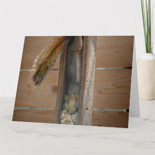 Eichhörnchen-Vogelzuführung Karte