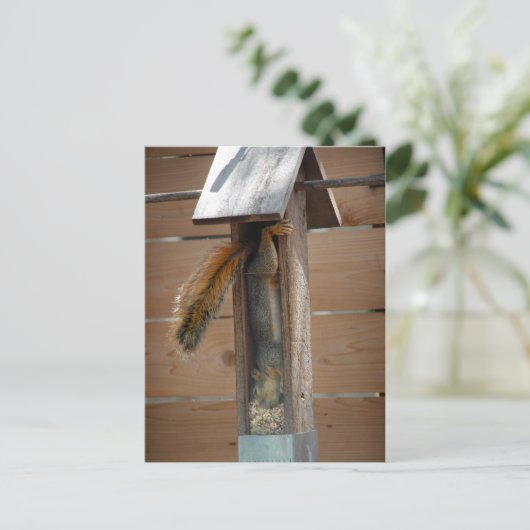 Eichhörnchen-Vogelzuführung Postkarte (Stehend Vorderseite)
