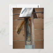 Eichhörnchen-Vogelzuführung Postkarte (Vorne/Hinten)