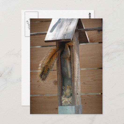 Eichhörnchen-Vogelzuführung Postkarte (Vorne/Hinten)