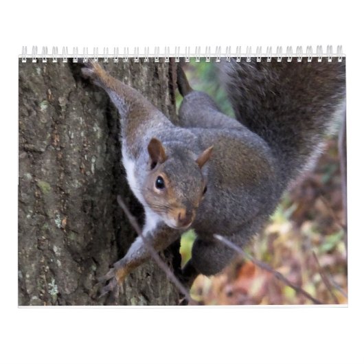 Eichhörnchen von Saltus Fidelis Kalender (Rückseite)