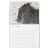 Eichhörnchen von Saltus Fidelis Kalender (Feb 2026)