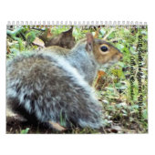 Eichhörnchen von Saltus Fidelis Kalender (Titelbild)