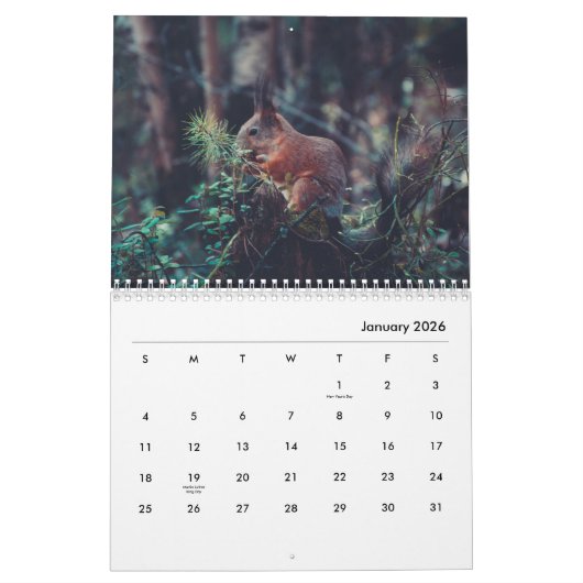 Eichhörnchen-Wall-Kalender Kalender (Jan 2026)