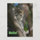 Eichhörnchen, wie Sie Niedliche Nahaufnahmen fotog Postkarte (Vorderseite)