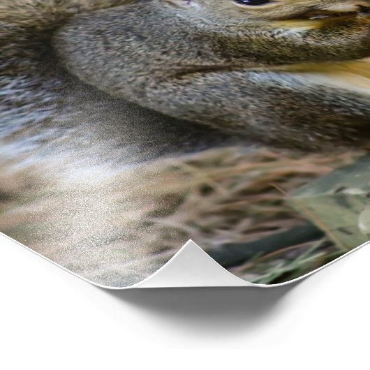 Eichhörnchen Wildlife Fotografie (Ecke)