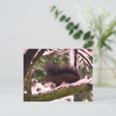 Eichhörnchen Winter Foto Postkarte (Stehend Vorderseite)