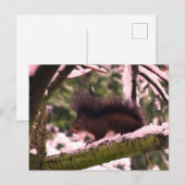 Eichhörnchen Winter Foto Postkarte (Vorne/Hinten)