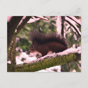 Eichhörnchen Winter Foto Postkarte