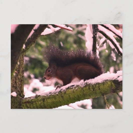 Eichhörnchen Winter Foto Postkarte (Vorderseite)