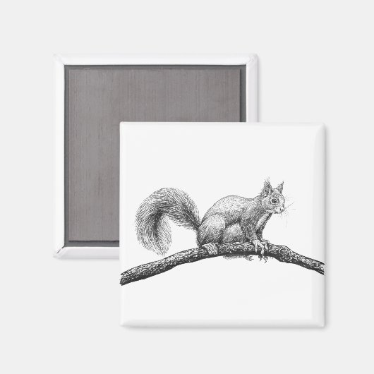Eichhörnchen zeichnend magnet (Vorderseite/Rückseite)