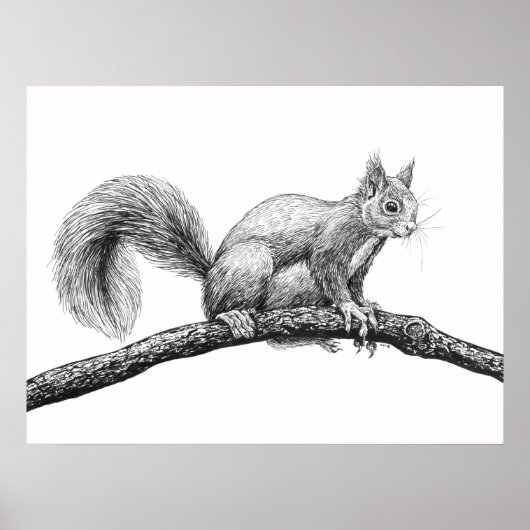 Eichhörnchen zeichnend poster (Vorne)