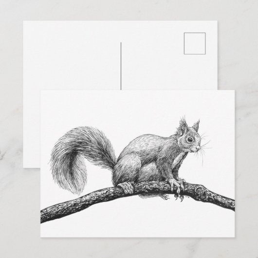 Eichhörnchen zeichnend postkarte (Vorne/Hinten)