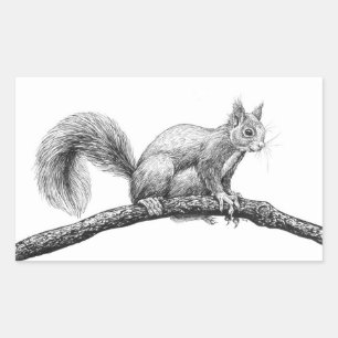 Eichhörnchen zeichnend rechteckiger aufkleber
