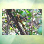 Eichhörnchenaffe Manuel Antonio NP - Costa Rica Fensteraufkleber (Blatt 3)