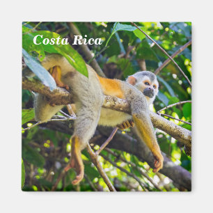 Eichhörnchenaffe Manuel Antonio NP - Costa Rica Magnet