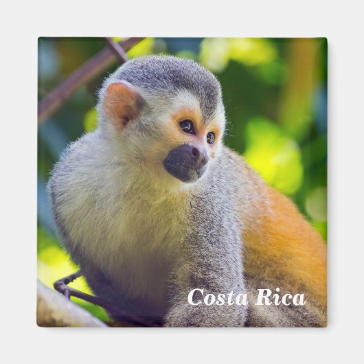 Eichhörnchenaffe Manuel Antonio NP - Costa Rica Magnet (Vorne)