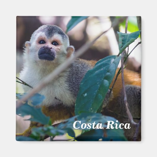 Eichhörnchenaffe Manuel Antonio NP - Costa Rica Magnet (Vorne)