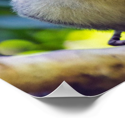 Eichhörnchenaffe Manuel Antonio NP - Costa Rica Poster (Ecke)