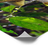 Eichhörnchenaffe Manuel Antonio NP - Costa Rica Poster (Ecke)