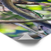 Eichhörnchenaffe Manuel Antonio NP - Costa Rica Poster (Ecke)