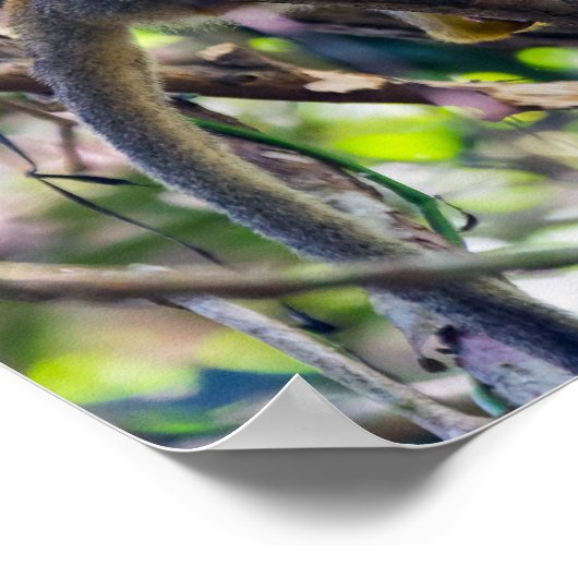 Eichhörnchenaffe Manuel Antonio NP - Costa Rica Poster (Ecke)