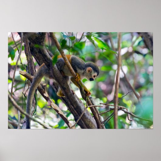 Eichhörnchenaffe Manuel Antonio NP - Costa Rica Poster (Vorne)