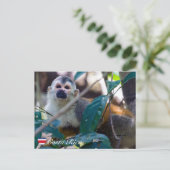 Eichhörnchenaffe Manuel Antonio NP - Costa Rica Postkarte (Stehend Vorderseite)