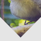 Eichhörnchenaffe Manuel Antonio NP - Costa Rica Seidenpapier (Ausschnitt)