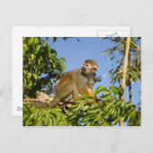 Eichhörnchenaffe Postkarte (Vorne/Hinten)
