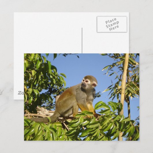 Eichhörnchenaffe Postkarte (Vorne/Hinten)