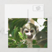 Eichhörnchenaffe Postkarte (Vorne/Hinten)